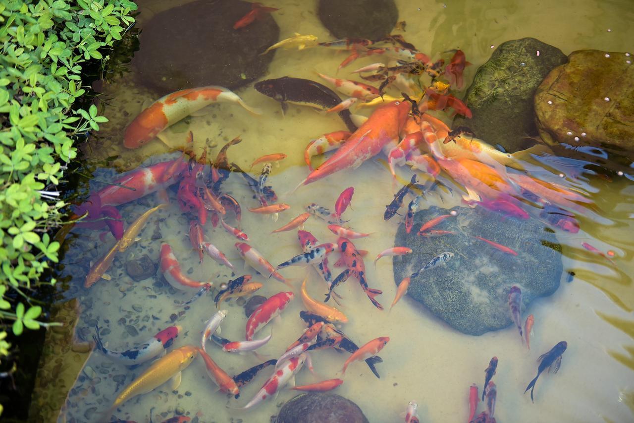 Recanto Das Carpas อิลญาเบลา ภายนอก รูปภาพ